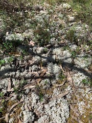 Pulchrocladia retipora