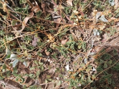 Cuscuta pacifica