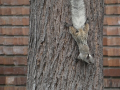 Sciurus stramineus