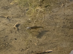 Oncorhynchus clarkii