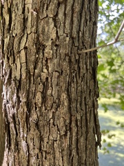 Quercus sinuata