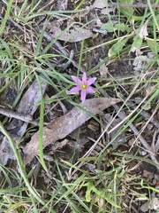 Romulea rosea
