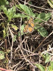 Phyciodes pallescens