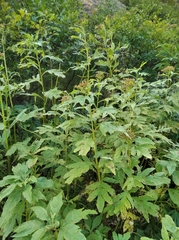 Jacobaea cannabifolia