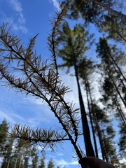 Larix decidua