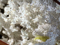 Pulchrocladia retipora