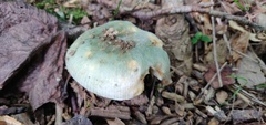 Russula virescens