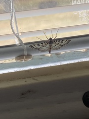 Conchylodes ovulalis