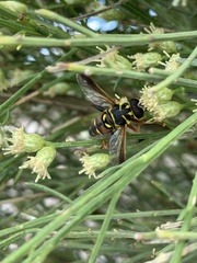 Meromacrus gloriosus