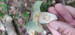 Russula virescens