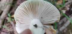 Russula virescens