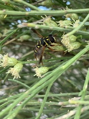 Meromacrus gloriosus