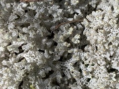 Pulchrocladia retipora