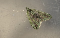 Chloroclysta siterata