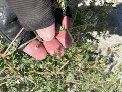 Kallstroemia californica