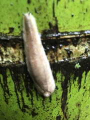 Testacella haliotidea