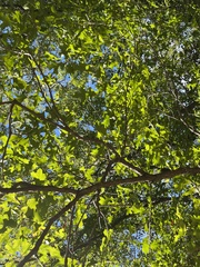 Quercus sinuata