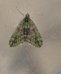 Chloroclysta siterata