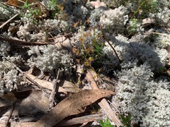 Pulchrocladia retipora
