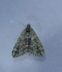 Chloroclysta siterata