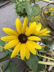 Helianthus