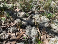 Pulchrocladia retipora