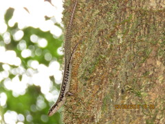 Concinnia tenuis