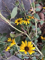 Helianthus