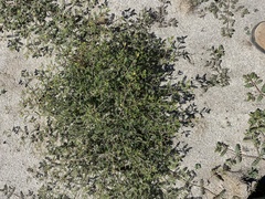 Kallstroemia californica