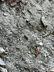 Holoverticata