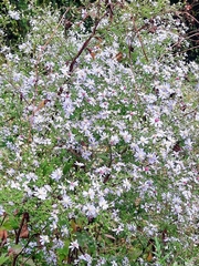 Symphyotrichum cordifolium