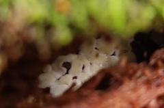 Calycina