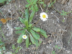Bellis perennis