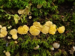 Calycina