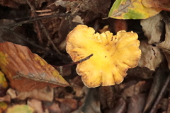 Cantharellus cibarius