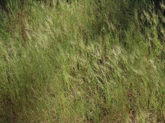 Aristida tuberculosa