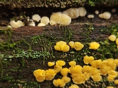 Calycina