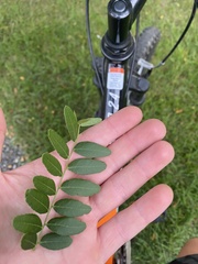 Robinia pseudoacacia
