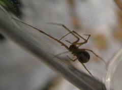 Pityohyphantes