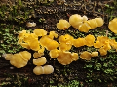 Calycina