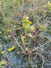 Solidago cuprea