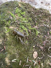 Cambarus bartonii