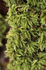 Herzogiella seligeri