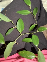 Smilax laurifolia