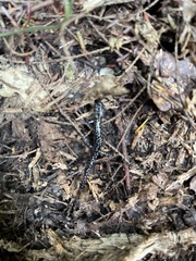 Caudata