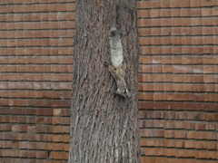 Sciurus stramineus