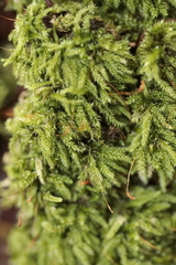 Herzogiella seligeri