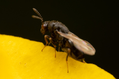 Eurytominae