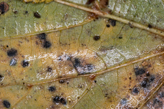 Paracercosporidium microsorum