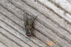 Muscidae